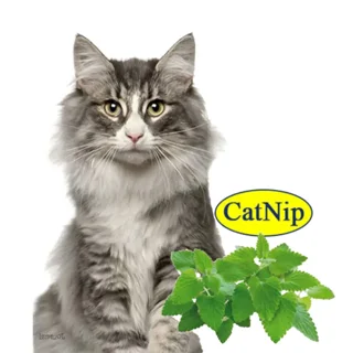 Nobby Catnip Spray 175ml اسپری علف گربه برای افزایش فعالیت و جذب گربه